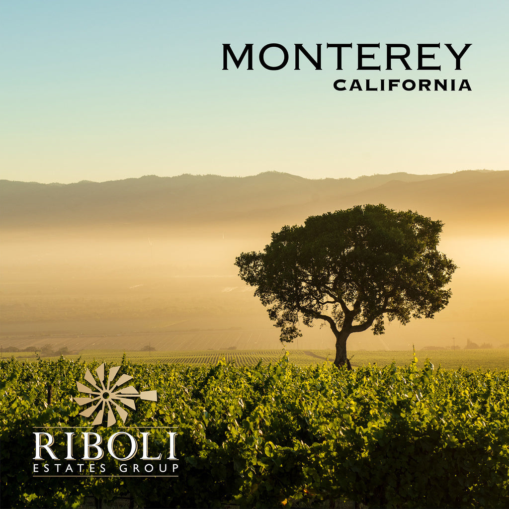 Maddalena Riesling Monterey 2019 750 ml product image 4