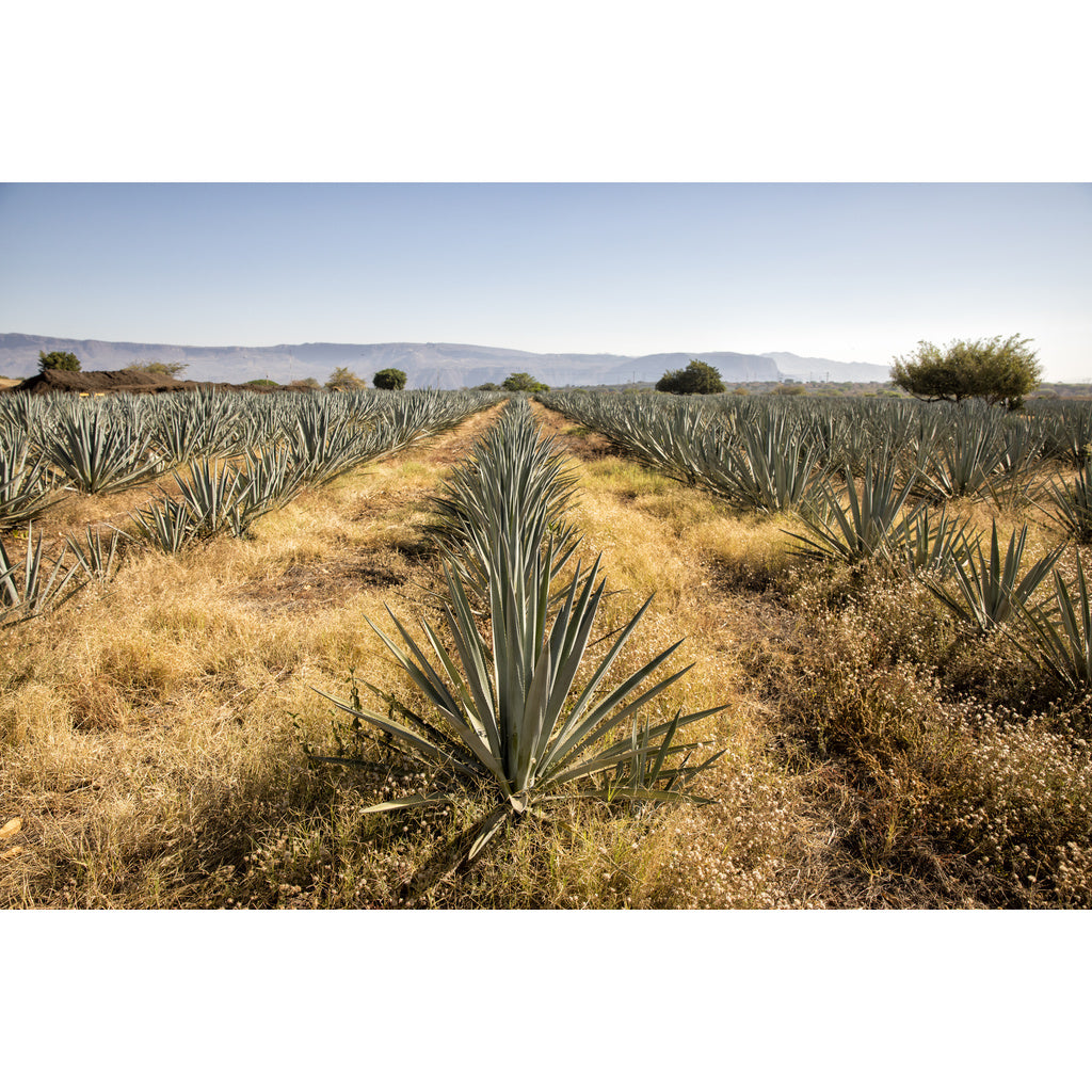 El Jimador Reposado 750 ml product image 2