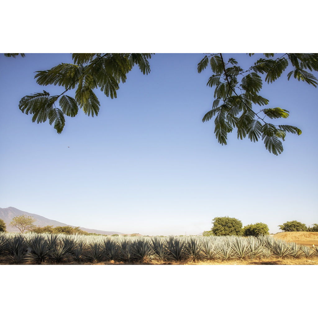 El Jimador Reposado 750 ml product image 3