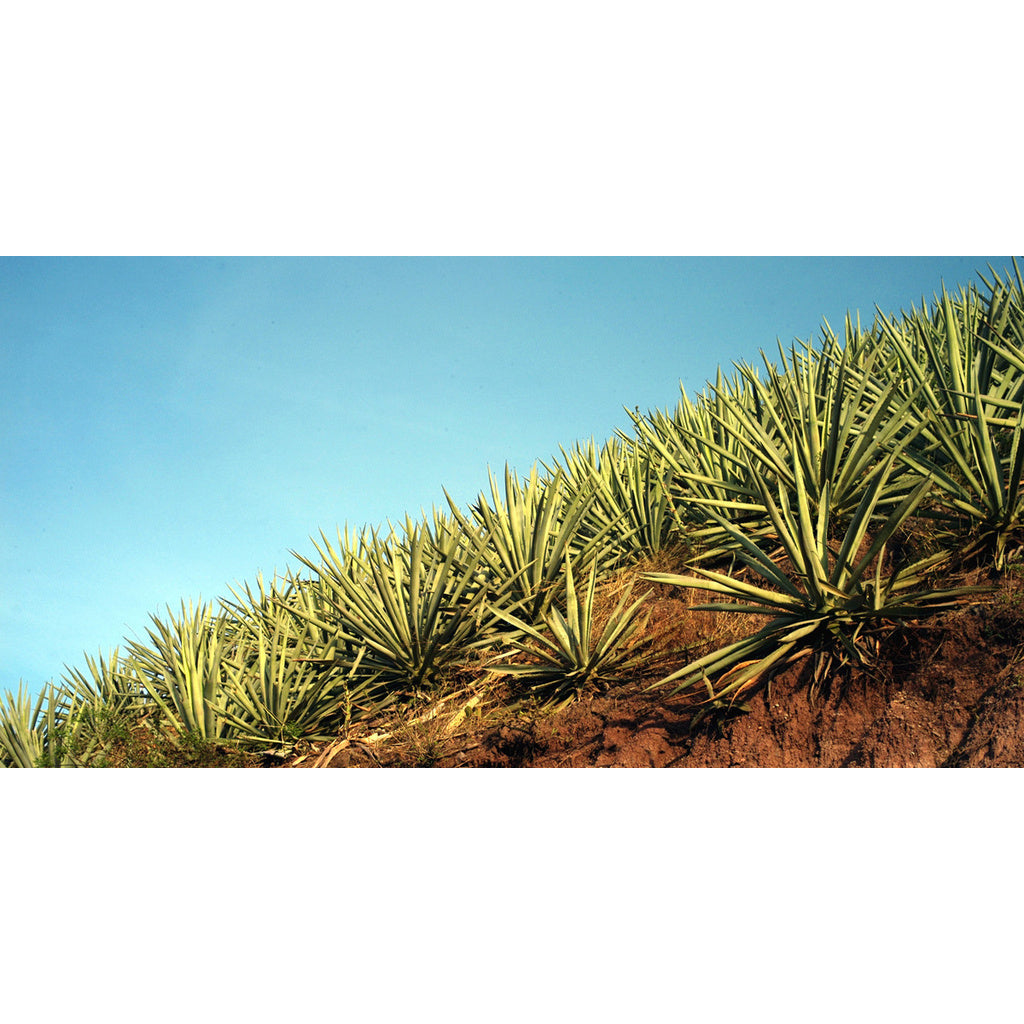 Del Maguey Single Village Mezcal San Luis Del Rio Proof 93 750 ml product image 8
