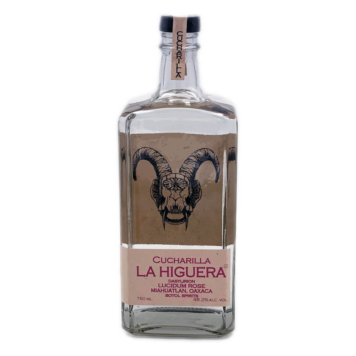 La Higuera Cucharilla Dasylirion Lucidum Rose