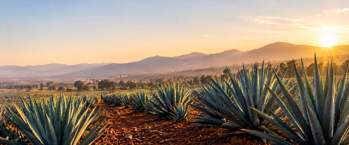 Rows of blue Weber agave in red soil at sunrise with mountains behind