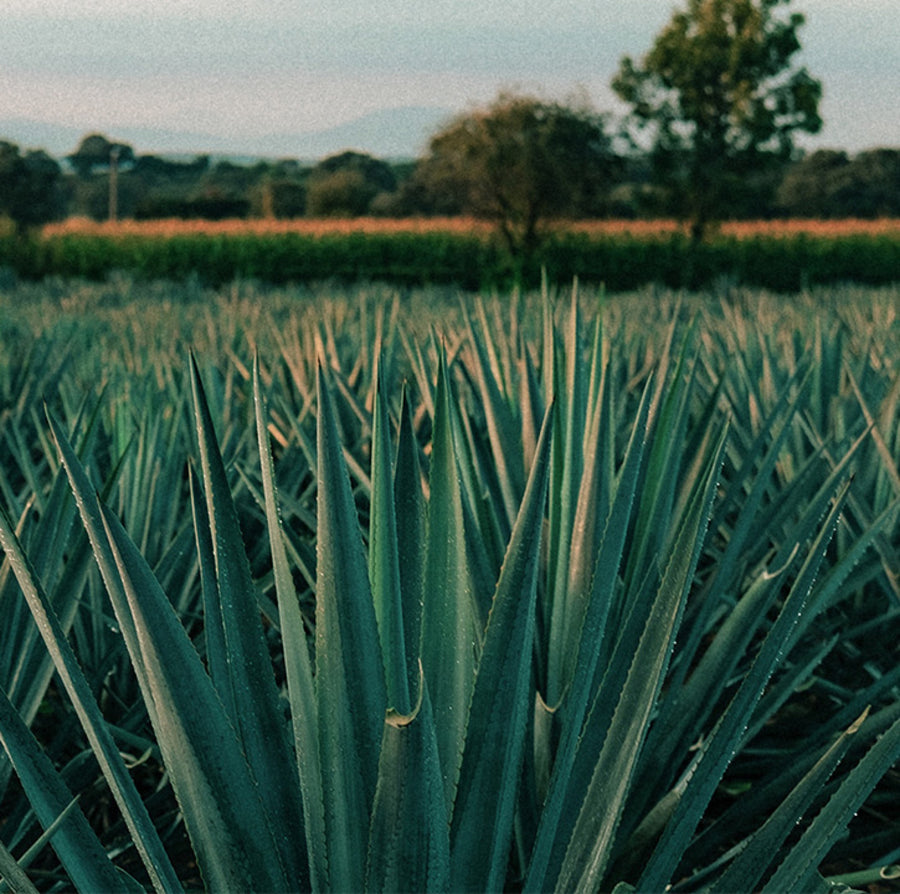 Blue agave field in Jalisco